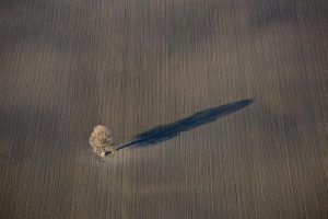 Luftbild von einem Laubbaum in einem Feld, der einen langen Schatten wirft.